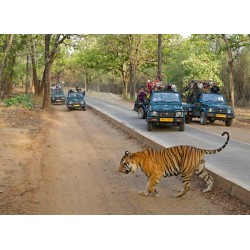 Bandhavgarh National Park 2N/3D